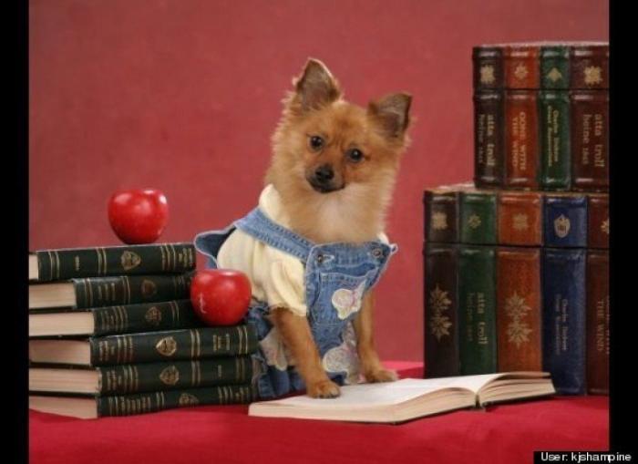 ¿Qué hacen un tigre o un león si les dejas una caja de cartón? El mejor vídeo de bichinos de la semana (VÍDEO)