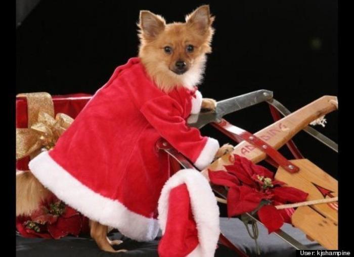 ¿Qué hacen un tigre o un león si les dejas una caja de cartón? El mejor vídeo de bichinos de la semana (VÍDEO)