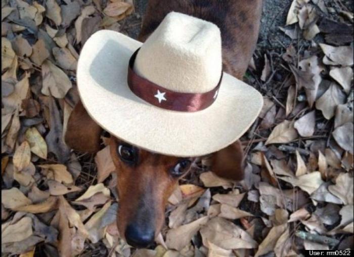 ¿Qué hacen un tigre o un león si les dejas una caja de cartón? El mejor vídeo de bichinos de la semana (VÍDEO)