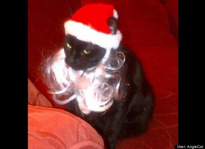 ¿Qué hacen un tigre o un león si les dejas una caja de cartón? El mejor vídeo de bichinos de la semana (VÍDEO)