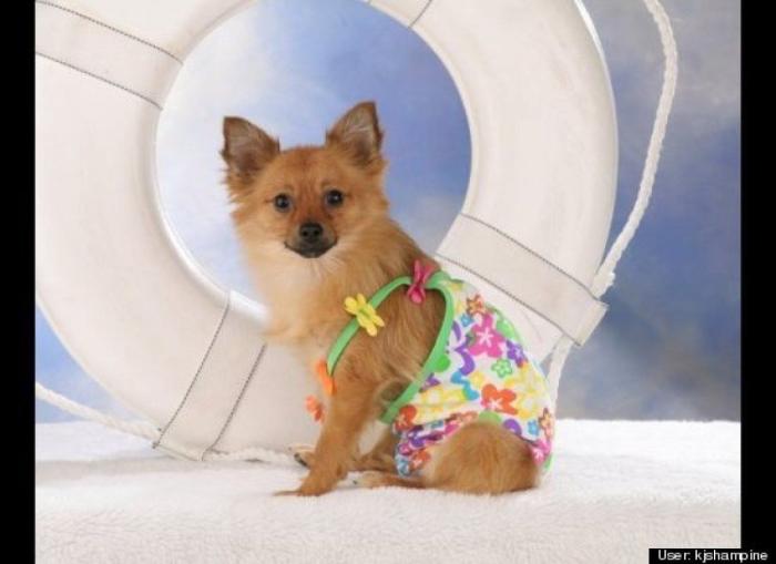 ¿Qué hacen un tigre o un león si les dejas una caja de cartón? El mejor vídeo de bichinos de la semana (VÍDEO)