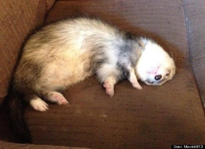 ¿Qué hacen un tigre o un león si les dejas una caja de cartón? El mejor vídeo de bichinos de la semana (VÍDEO)