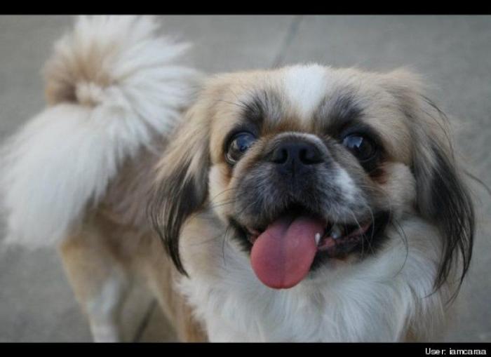 ¿Qué hacen un tigre o un león si les dejas una caja de cartón? El mejor vídeo de bichinos de la semana (VÍDEO)