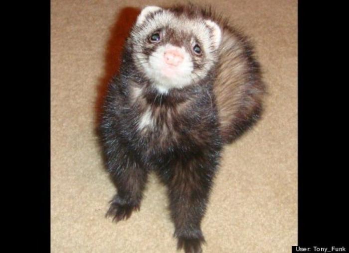 ¿Qué hacen un tigre o un león si les dejas una caja de cartón? El mejor vídeo de bichinos de la semana (VÍDEO)