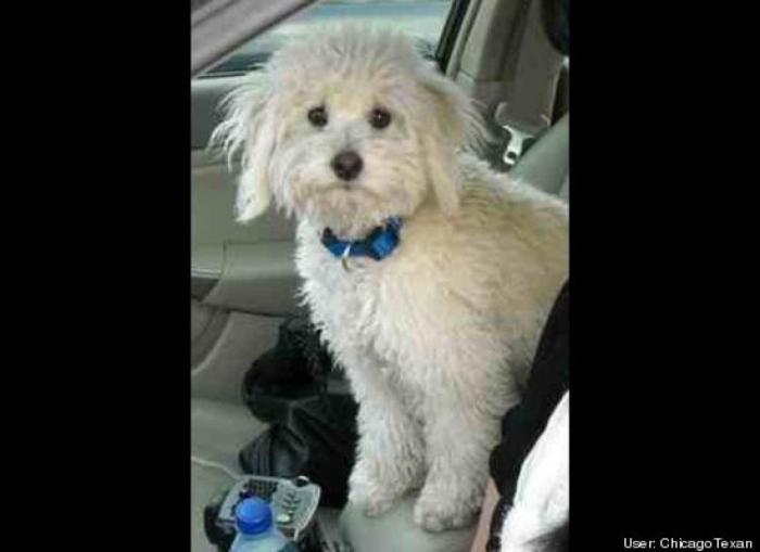 ¿Qué hacen un tigre o un león si les dejas una caja de cartón? El mejor vídeo de bichinos de la semana (VÍDEO)