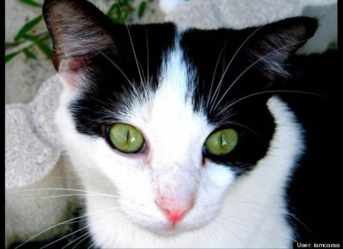 ¿Qué hacen un tigre o un león si les dejas una caja de cartón? El mejor vídeo de bichinos de la semana (VÍDEO)