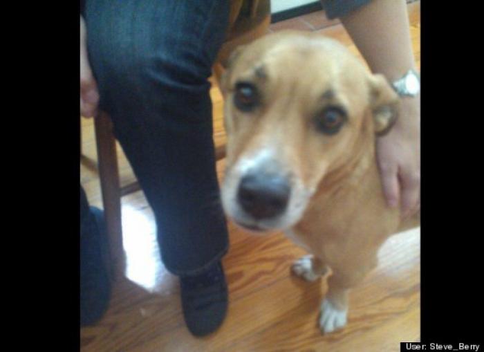 ¿Qué hacen un tigre o un león si les dejas una caja de cartón? El mejor vídeo de bichinos de la semana (VÍDEO)