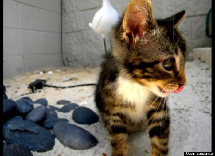 ¿Qué hacen un tigre o un león si les dejas una caja de cartón? El mejor vídeo de bichinos de la semana (VÍDEO)