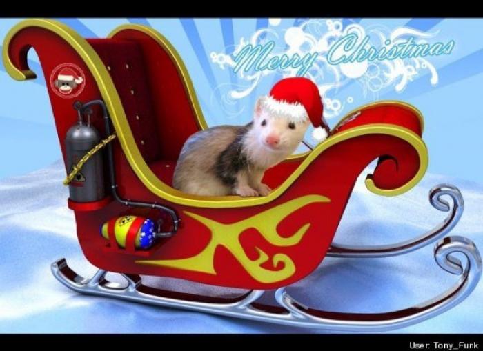 ¿Qué hacen un tigre o un león si les dejas una caja de cartón? El mejor vídeo de bichinos de la semana (VÍDEO)