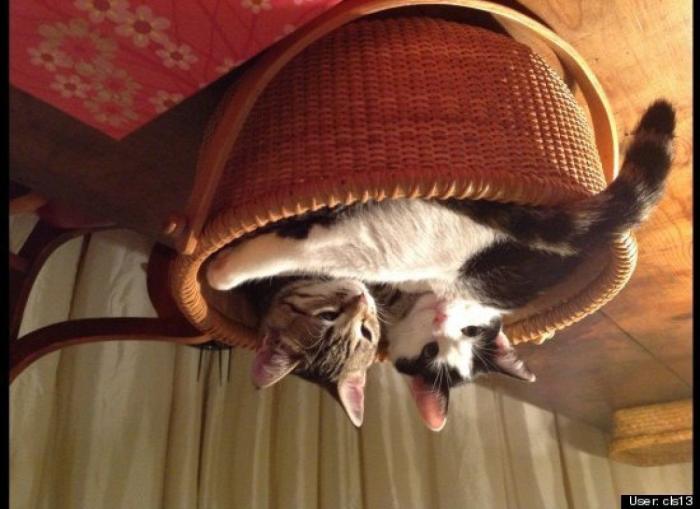 ¿Qué hacen un tigre o un león si les dejas una caja de cartón? El mejor vídeo de bichinos de la semana (VÍDEO)