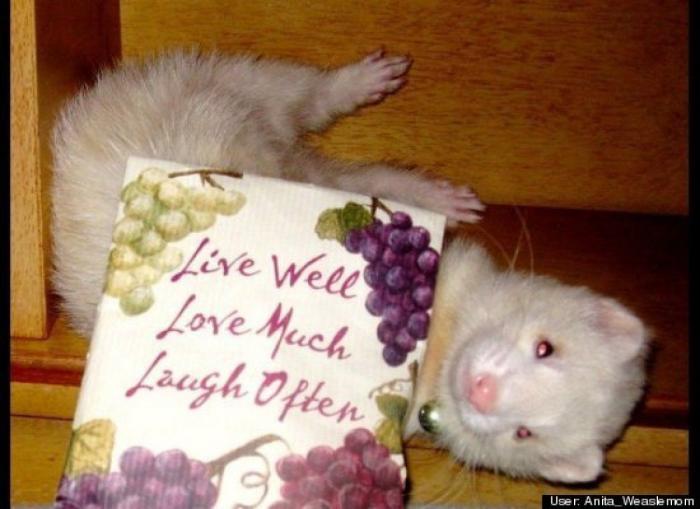 ¿Qué hacen un tigre o un león si les dejas una caja de cartón? El mejor vídeo de bichinos de la semana (VÍDEO)