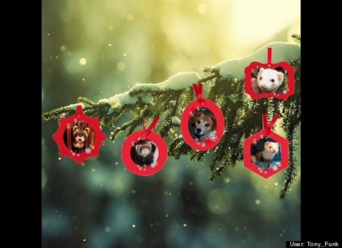 ¿Qué hacen un tigre o un león si les dejas una caja de cartón? El mejor vídeo de bichinos de la semana (VÍDEO)