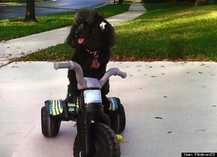 ¿Qué hacen un tigre o un león si les dejas una caja de cartón? El mejor vídeo de bichinos de la semana (VÍDEO)