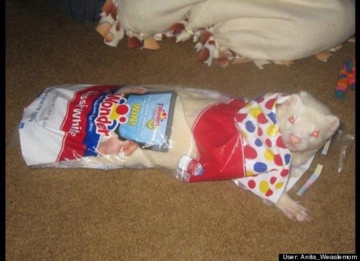 ¿Qué hacen un tigre o un león si les dejas una caja de cartón? El mejor vídeo de bichinos de la semana (VÍDEO)