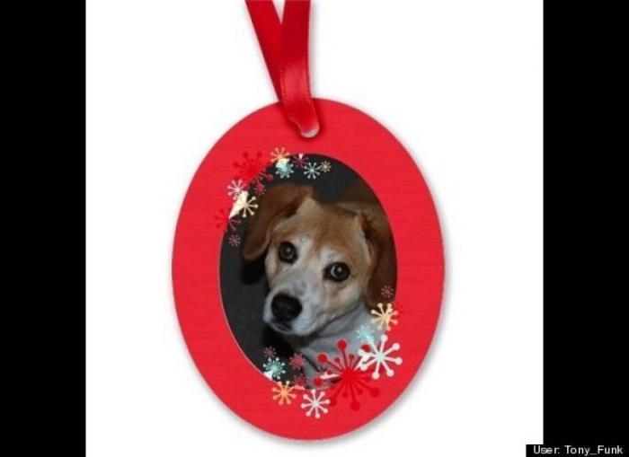 ¿Qué hacen un tigre o un león si les dejas una caja de cartón? El mejor vídeo de bichinos de la semana (VÍDEO)