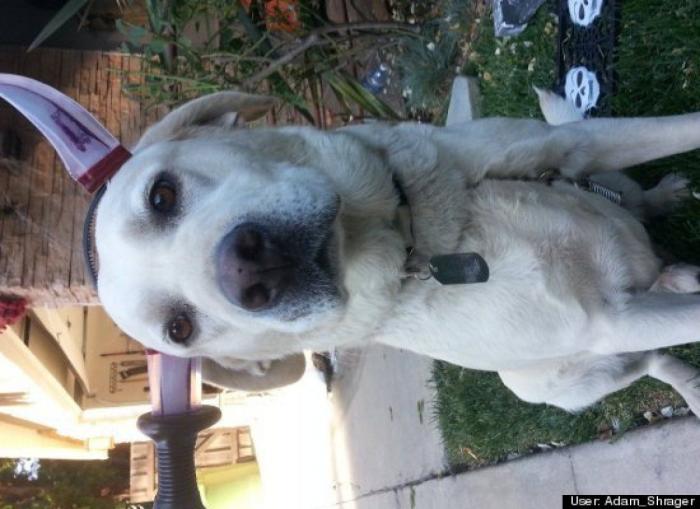 ¿Qué hacen un tigre o un león si les dejas una caja de cartón? El mejor vídeo de bichinos de la semana (VÍDEO)