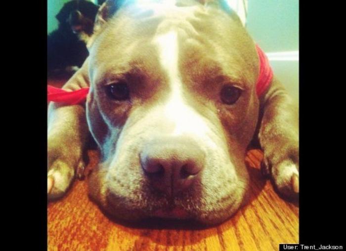 ¿Qué hacen un tigre o un león si les dejas una caja de cartón? El mejor vídeo de bichinos de la semana (VÍDEO)