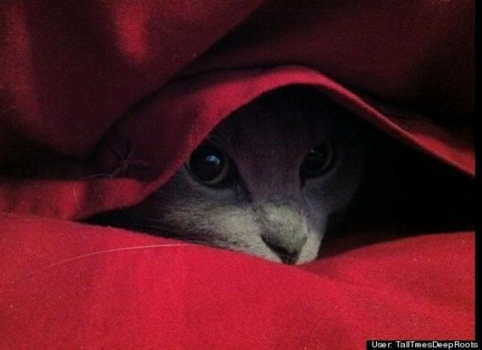 ¿Qué hacen un tigre o un león si les dejas una caja de cartón? El mejor vídeo de bichinos de la semana (VÍDEO)