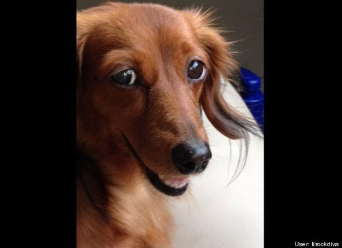 ¿Qué hacen un tigre o un león si les dejas una caja de cartón? El mejor vídeo de bichinos de la semana (VÍDEO)