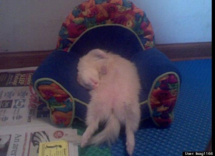 ¿Qué hacen un tigre o un león si les dejas una caja de cartón? El mejor vídeo de bichinos de la semana (VÍDEO)