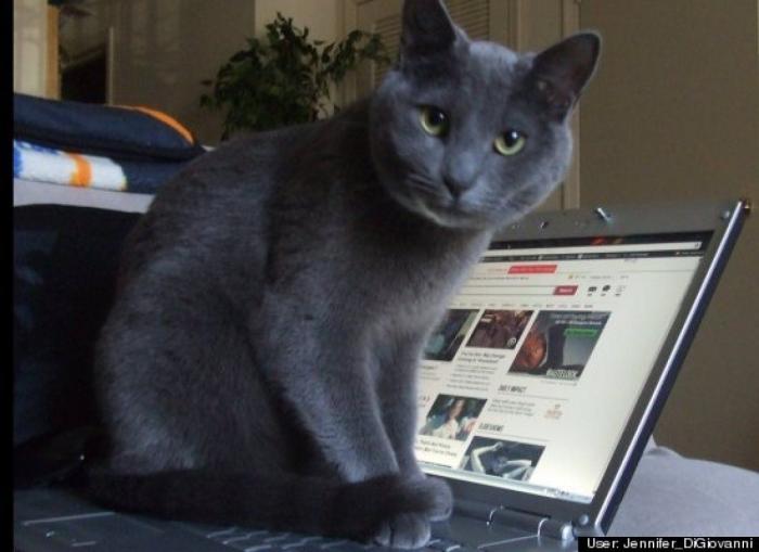 ¿Qué hacen un tigre o un león si les dejas una caja de cartón? El mejor vídeo de bichinos de la semana (VÍDEO)