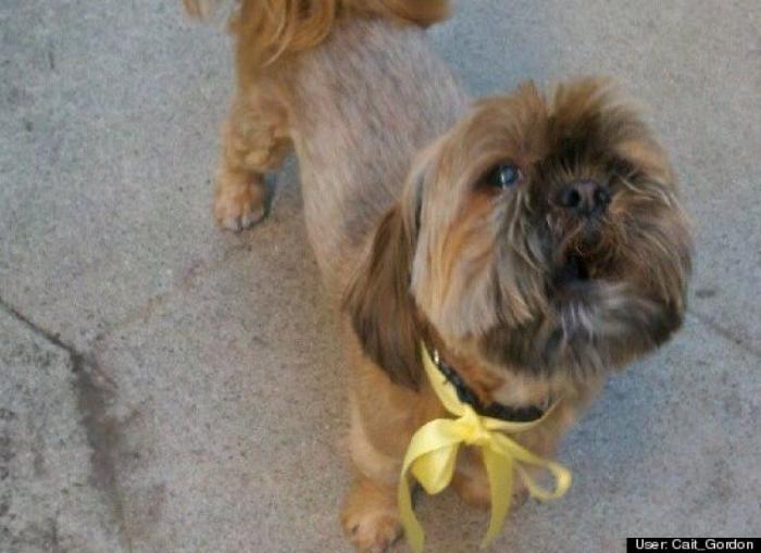 ¿Qué hacen un tigre o un león si les dejas una caja de cartón? El mejor vídeo de bichinos de la semana (VÍDEO)