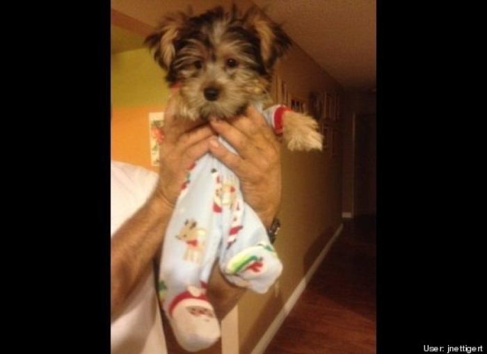 ¿Qué hacen un tigre o un león si les dejas una caja de cartón? El mejor vídeo de bichinos de la semana (VÍDEO)