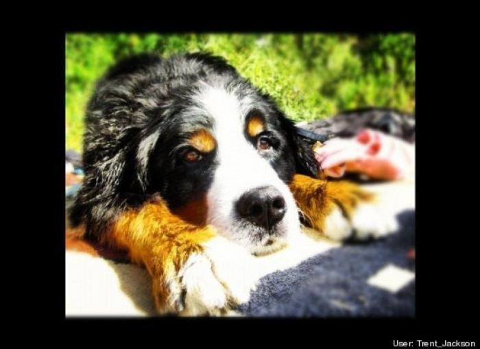 ¿Qué hacen un tigre o un león si les dejas una caja de cartón? El mejor vídeo de bichinos de la semana (VÍDEO)