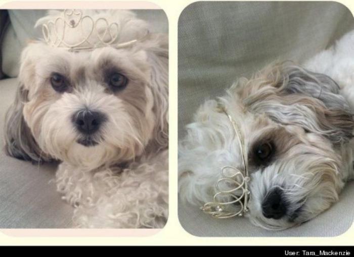 ¿Qué hacen un tigre o un león si les dejas una caja de cartón? El mejor vídeo de bichinos de la semana (VÍDEO)