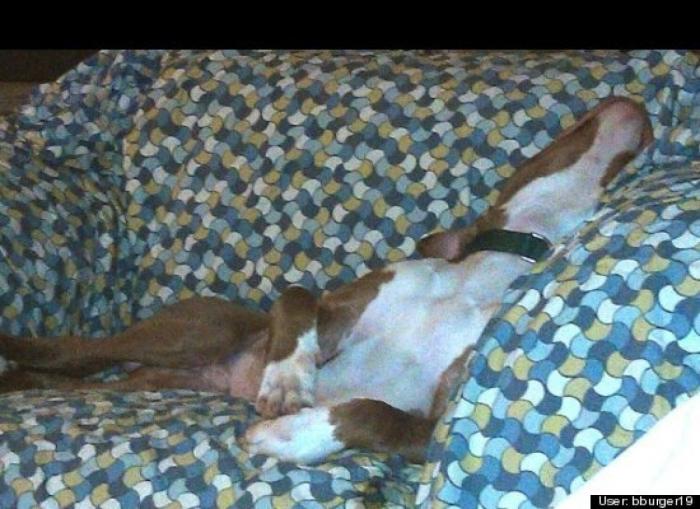 ¿Qué hacen un tigre o un león si les dejas una caja de cartón? El mejor vídeo de bichinos de la semana (VÍDEO)