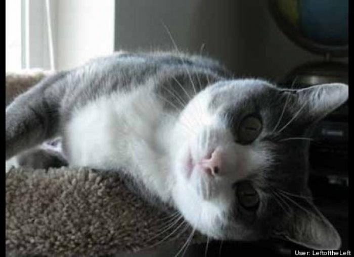 ¿Qué hacen un tigre o un león si les dejas una caja de cartón? El mejor vídeo de bichinos de la semana (VÍDEO)