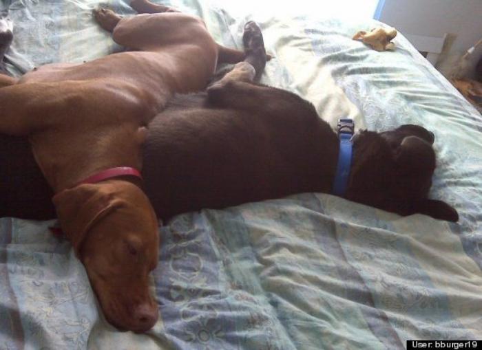 ¿Qué hacen un tigre o un león si les dejas una caja de cartón? El mejor vídeo de bichinos de la semana (VÍDEO)