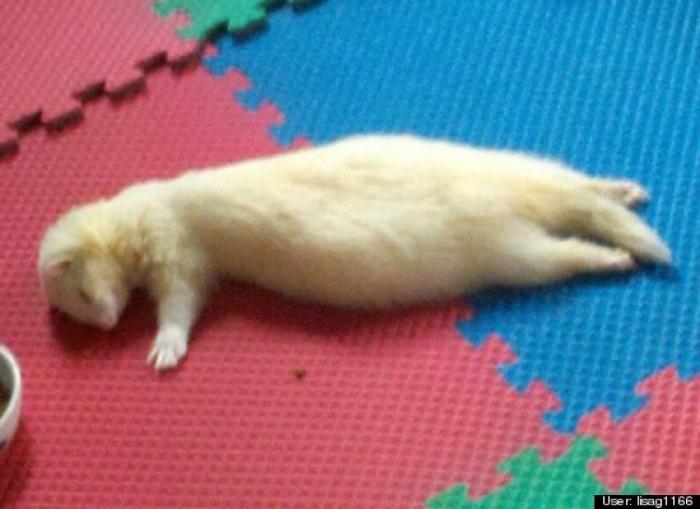 ¿Qué hacen un tigre o un león si les dejas una caja de cartón? El mejor vídeo de bichinos de la semana (VÍDEO)