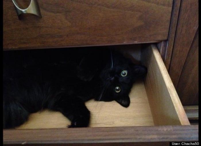 ¿Qué hacen un tigre o un león si les dejas una caja de cartón? El mejor vídeo de bichinos de la semana (VÍDEO)