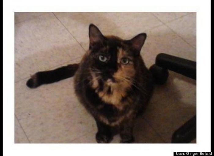 ¿Qué hacen un tigre o un león si les dejas una caja de cartón? El mejor vídeo de bichinos de la semana (VÍDEO)