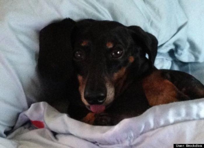 ¿Qué hacen un tigre o un león si les dejas una caja de cartón? El mejor vídeo de bichinos de la semana (VÍDEO)