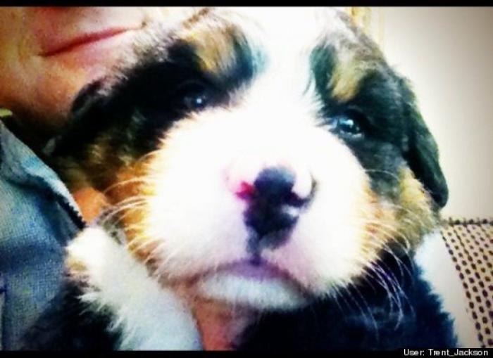 ¿Qué hacen un tigre o un león si les dejas una caja de cartón? El mejor vídeo de bichinos de la semana (VÍDEO)