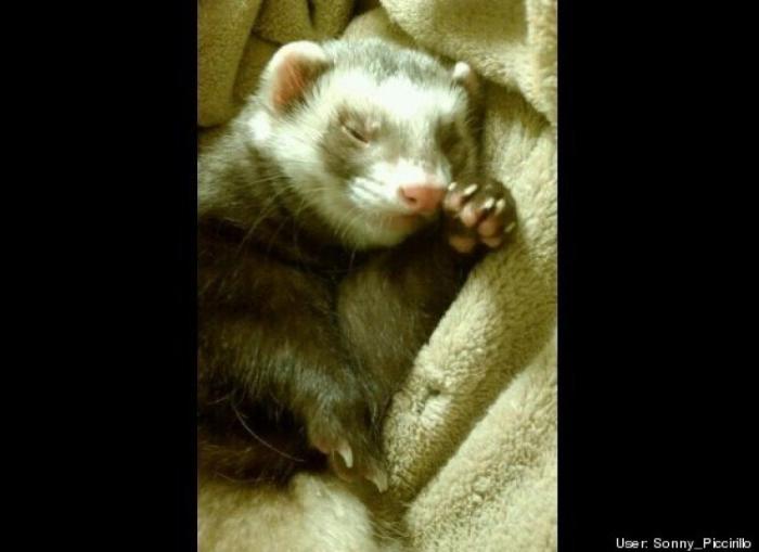 ¿Qué hacen un tigre o un león si les dejas una caja de cartón? El mejor vídeo de bichinos de la semana (VÍDEO)