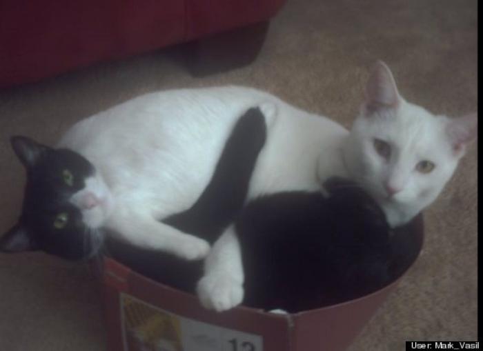 ¿Qué hacen un tigre o un león si les dejas una caja de cartón? El mejor vídeo de bichinos de la semana (VÍDEO)