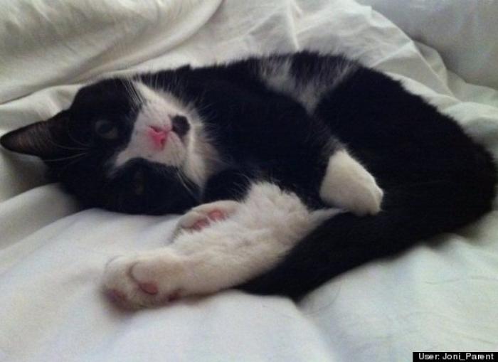 ¿Qué hacen un tigre o un león si les dejas una caja de cartón? El mejor vídeo de bichinos de la semana (VÍDEO)