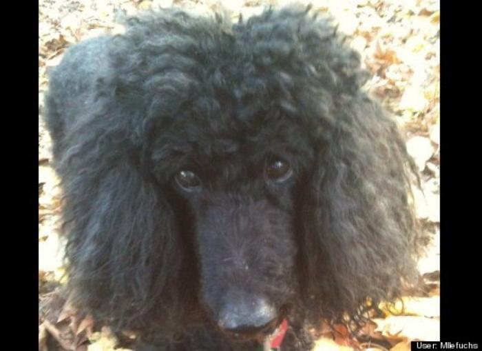 ¿Qué hacen un tigre o un león si les dejas una caja de cartón? El mejor vídeo de bichinos de la semana (VÍDEO)