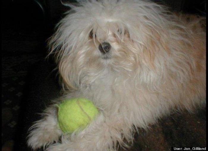 ¿Qué hacen un tigre o un león si les dejas una caja de cartón? El mejor vídeo de bichinos de la semana (VÍDEO)