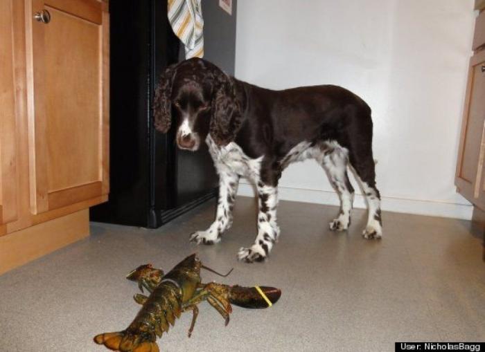 ¿Qué hacen un tigre o un león si les dejas una caja de cartón? El mejor vídeo de bichinos de la semana (VÍDEO)