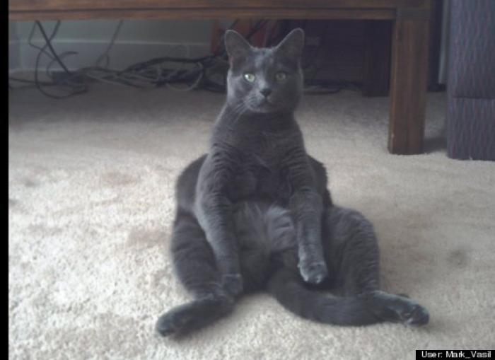 ¿Qué hacen un tigre o un león si les dejas una caja de cartón? El mejor vídeo de bichinos de la semana (VÍDEO)