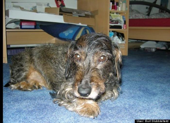 ¿Qué hacen un tigre o un león si les dejas una caja de cartón? El mejor vídeo de bichinos de la semana (VÍDEO)