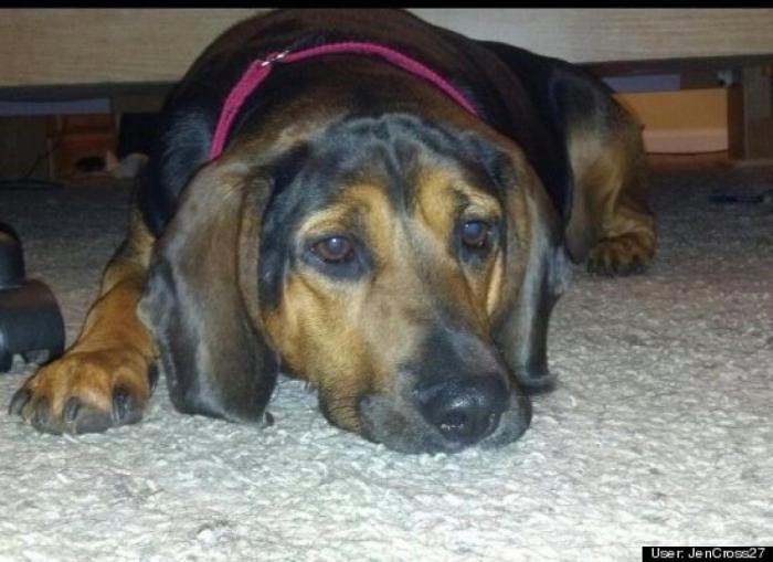 ¿Qué hacen un tigre o un león si les dejas una caja de cartón? El mejor vídeo de bichinos de la semana (VÍDEO)