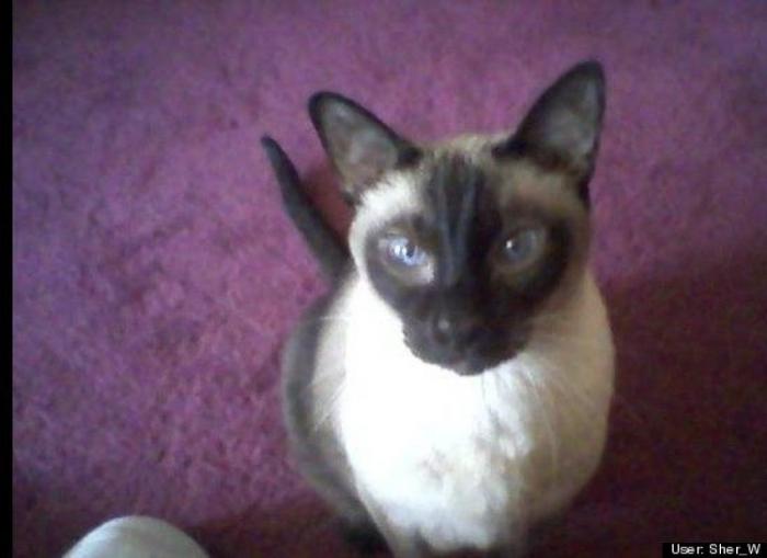 ¿Qué hacen un tigre o un león si les dejas una caja de cartón? El mejor vídeo de bichinos de la semana (VÍDEO)