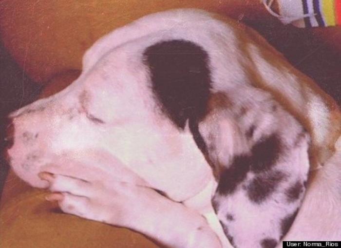 ¿Qué hacen un tigre o un león si les dejas una caja de cartón? El mejor vídeo de bichinos de la semana (VÍDEO)