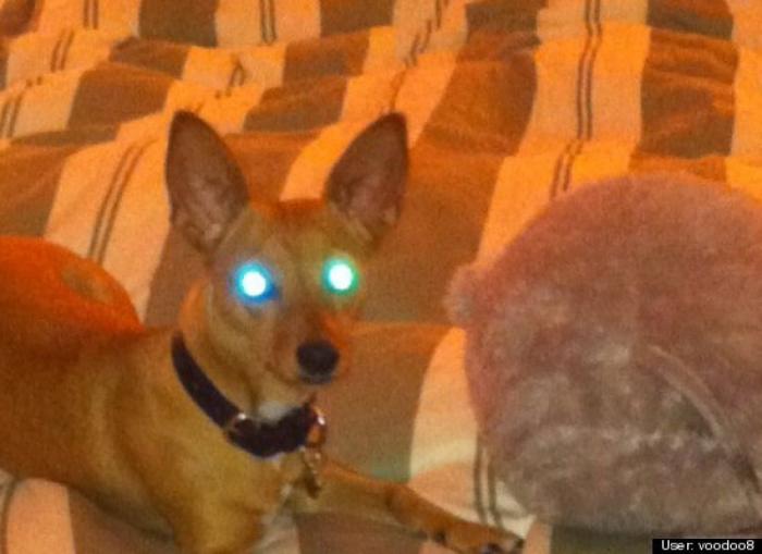 ¿Qué hacen un tigre o un león si les dejas una caja de cartón? El mejor vídeo de bichinos de la semana (VÍDEO)