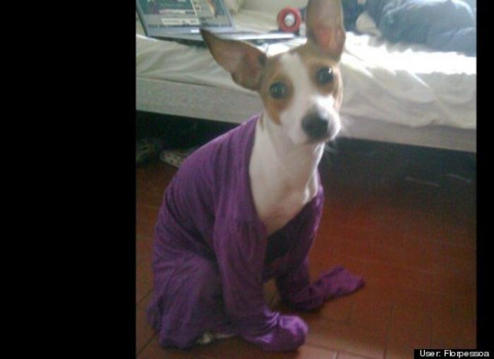 ¿Qué hacen un tigre o un león si les dejas una caja de cartón? El mejor vídeo de bichinos de la semana (VÍDEO)